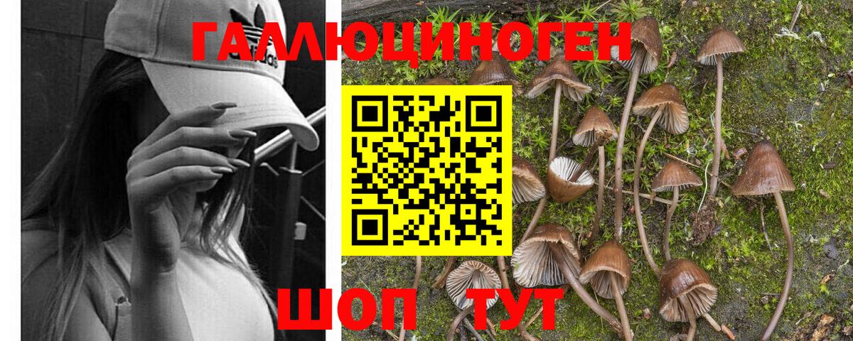 цена наркотик  Галлюциногенные грибы Psilocybine cubensis  Белгород  Вход с VPN  Псилоцибиновые грибы мицелий 